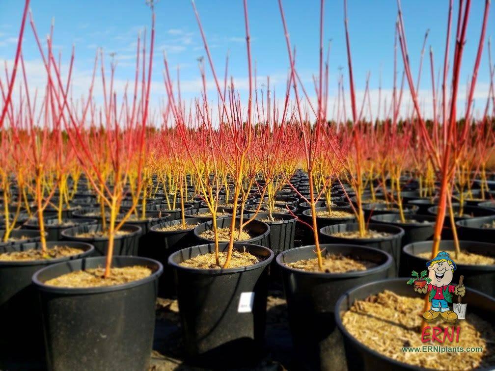 Current Availability Inventory Availability Wholesale Nursery Current Availability Inventory Availability Wholesale Nursery